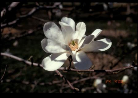 magnolia_flower